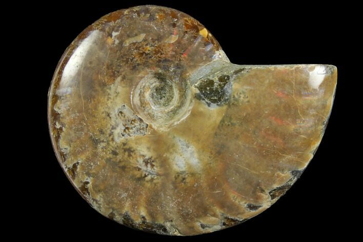 Red Flash Ammonite Fossil - Madagascar #151775